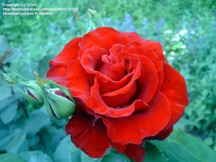 Красный Конь (Red Horse)