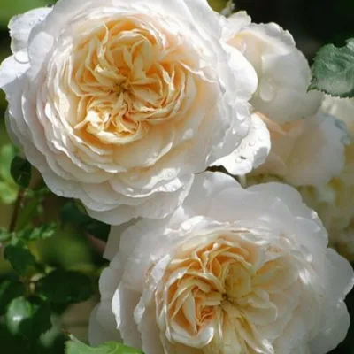 Крокус Роуз (Crocus Rose) Austin 2000