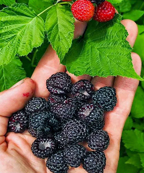 Кумберленд