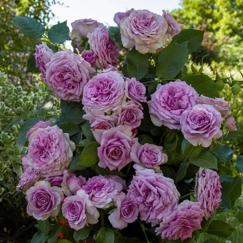 Квиксильвер (Quicksilver)Kordes Германия 2004