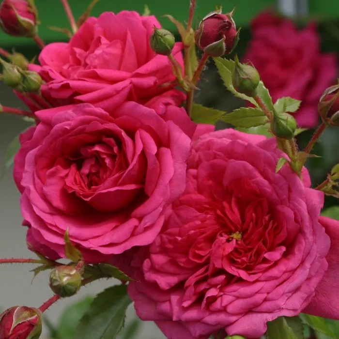 Лагуна (Laguna) Kordes Германия 2004