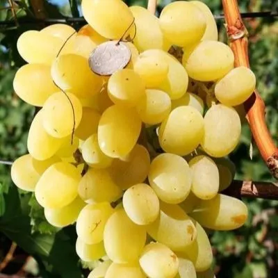 Ландыш (столовый)