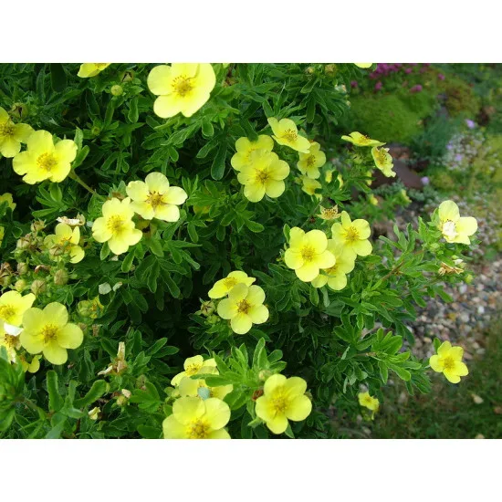 Лапчатка Фридхем