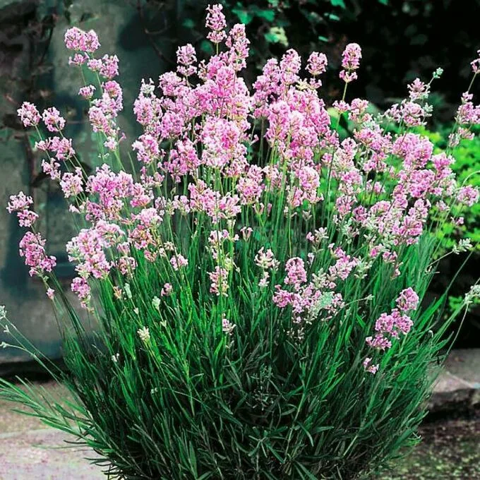 Лаванда узколистная Розеа розовая