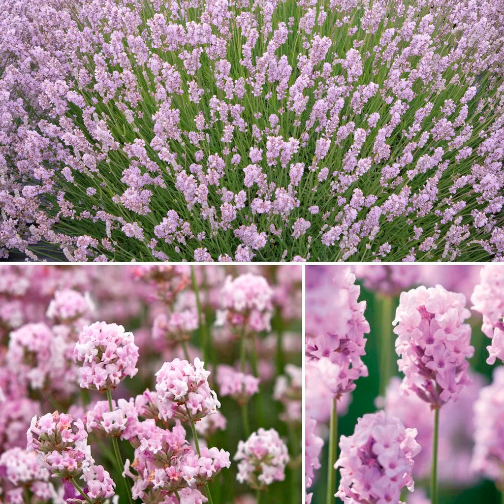 Лаванда узколистная розовая