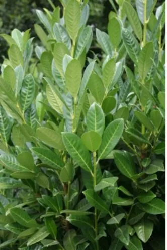 Лавровишня вечнозеленая