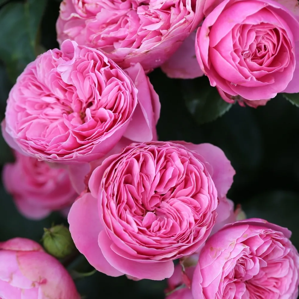 Leonardo da Vinci (Леонардо да Винчи) Meilland 1993