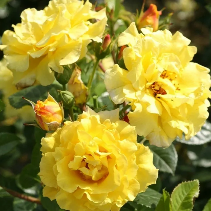 Лихткенигин Лючия (Lichtkonigin Lucia, Lucia) Kordes 1966