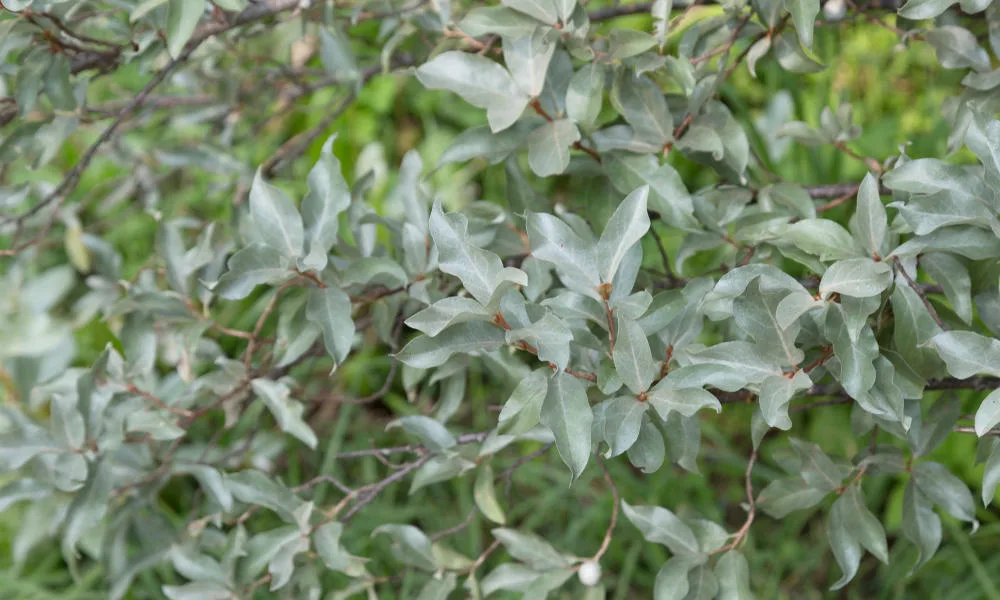 Лох серебристый