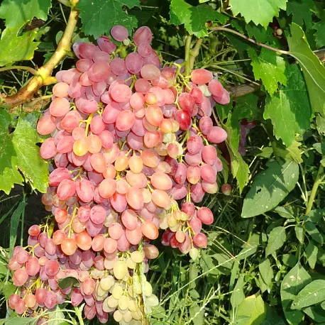Виноград Лучистый (кишмиш)
