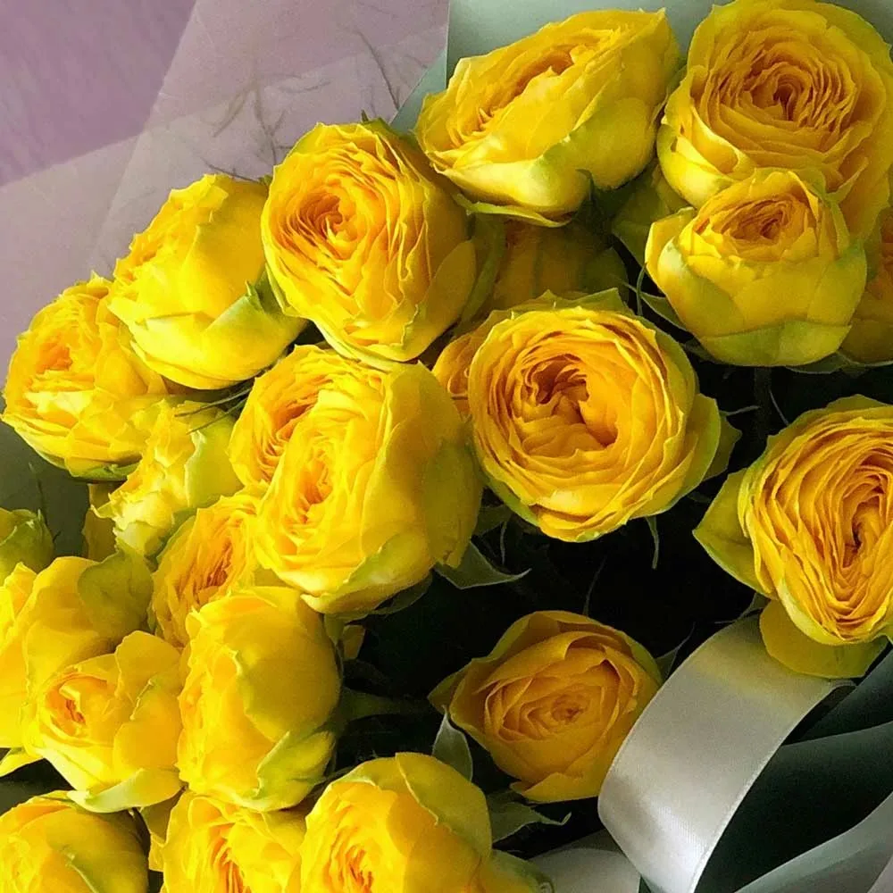 Luna Trendsetter (Луна Трендсеттер)Interplant