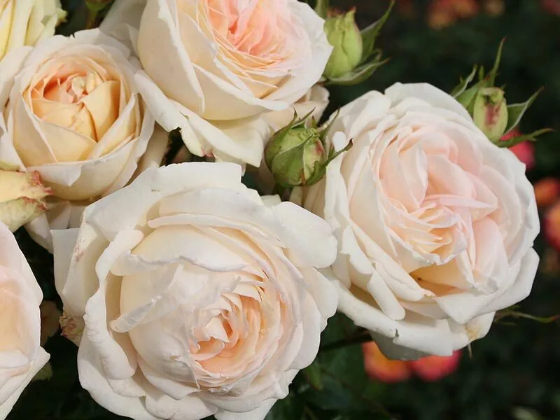 Мадам Анизетт (Madame Anisette)