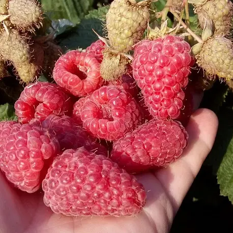 Краса России