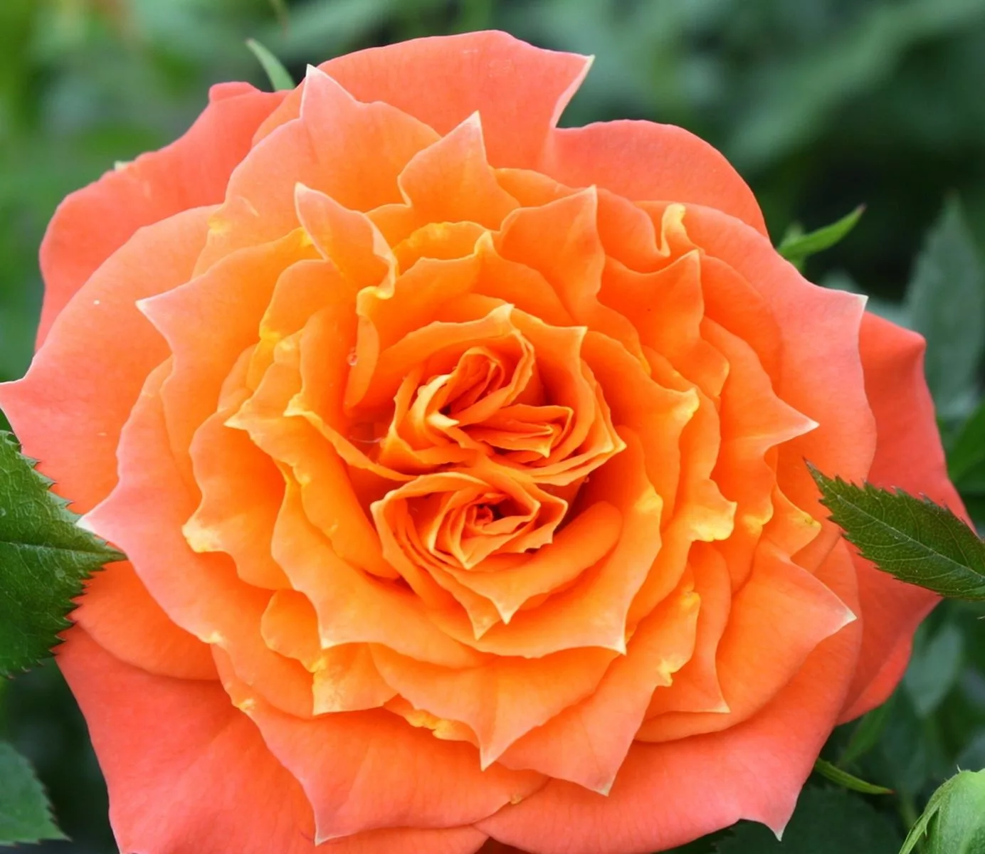 Мандарин (Mandarin) Kordes, 1987