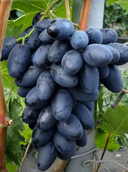 Мармеладка