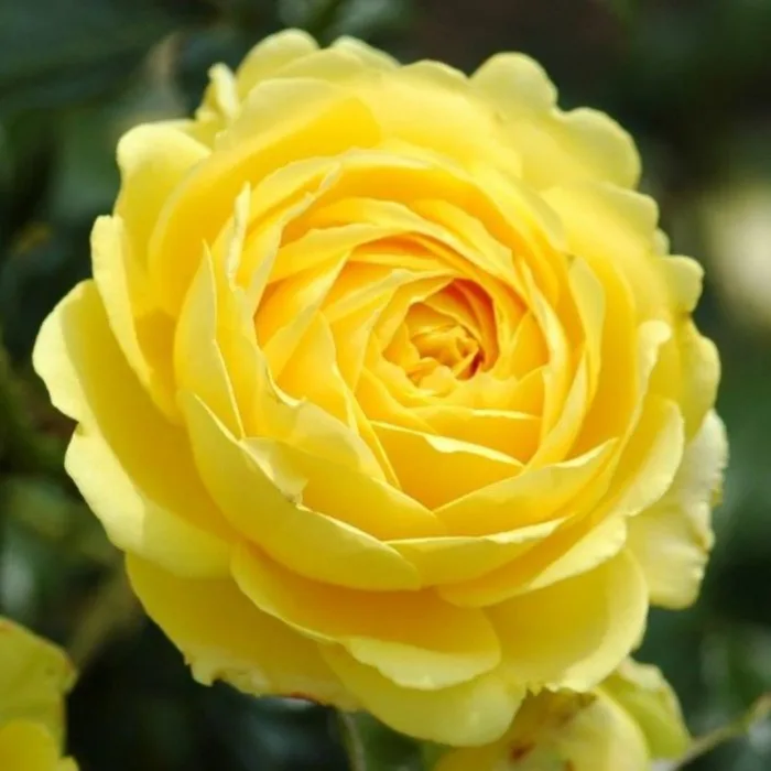 Марселисборг Кастл (Marselisborg Castle) Olesen Дания 2001