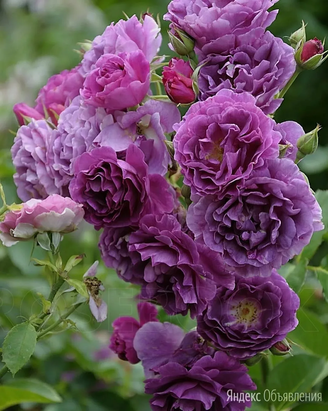 Минерва (Minerva) Martin Vissers Бельгия 2010