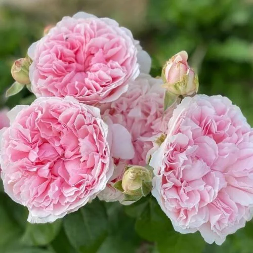 Миранда (Miranda) D. Austin Великобритания 2005