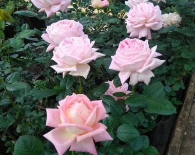 Мириам ( Myriam)