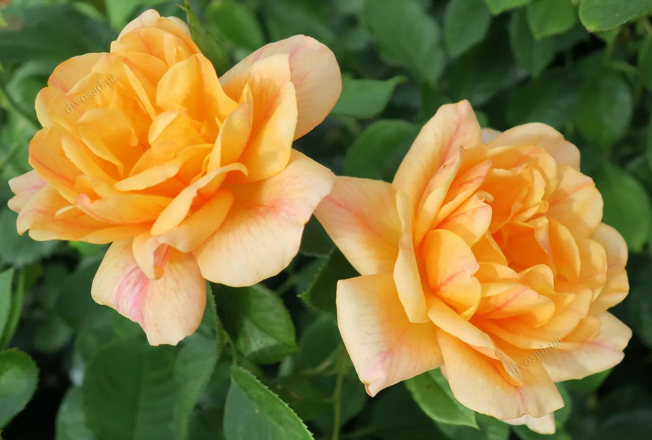 Мишка (Michka) Meilland 1998