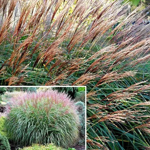 Мискантус Кратер