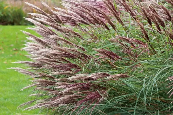 Мискантус Ред Чиф