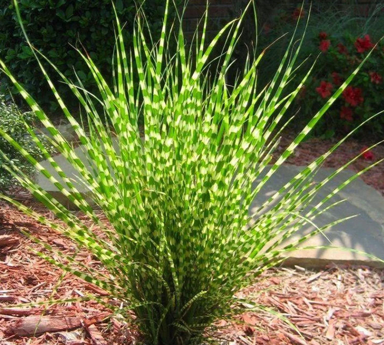 Мискантус Зебринус китайский