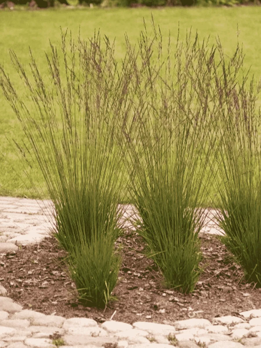 Молиния голубая Хайдебраут