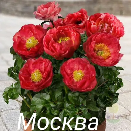 Москва
