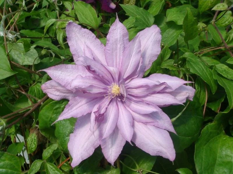 Mrs. Spencer Castle (Миссис Спенсер Кастл) Новинка