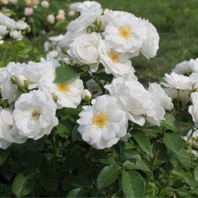 Нэж дэ тэ(Neige d'Ete) Lens, 1990