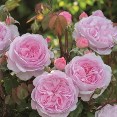 Оливия (Olivia Rose) Austin 2014