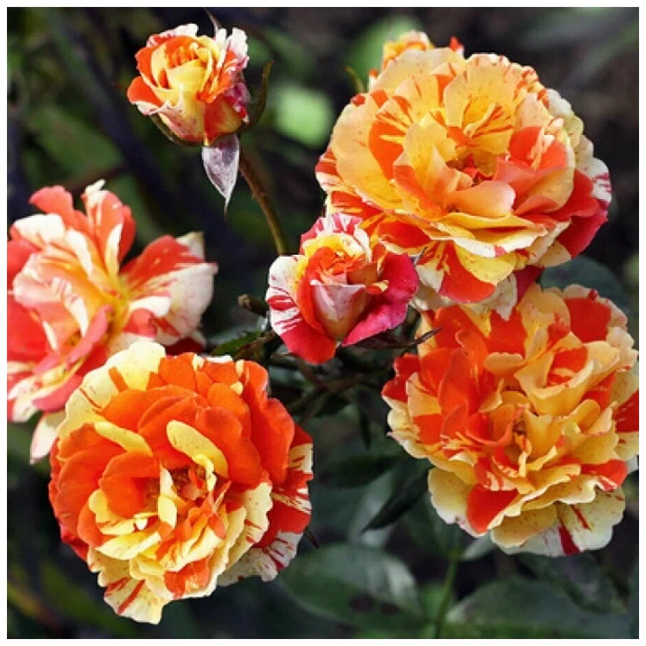 Орандж энд Лемон (Oranges and Lemons) Новая Зеландия 1992