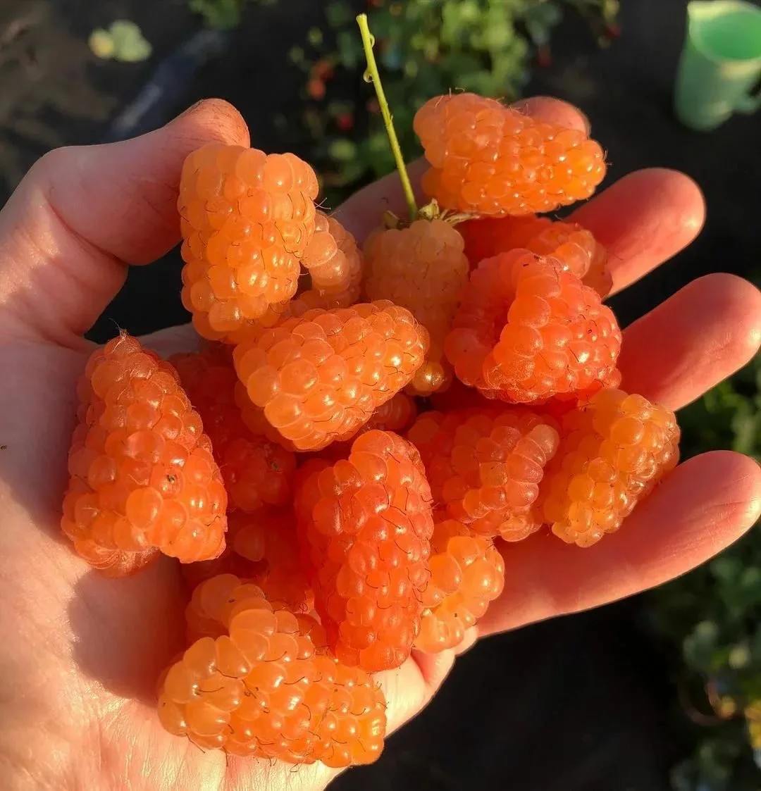 Оранжевое чудо