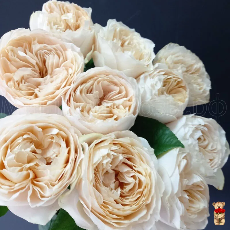 Оттенок Бежевого (Shades of Beige)Нидерланды