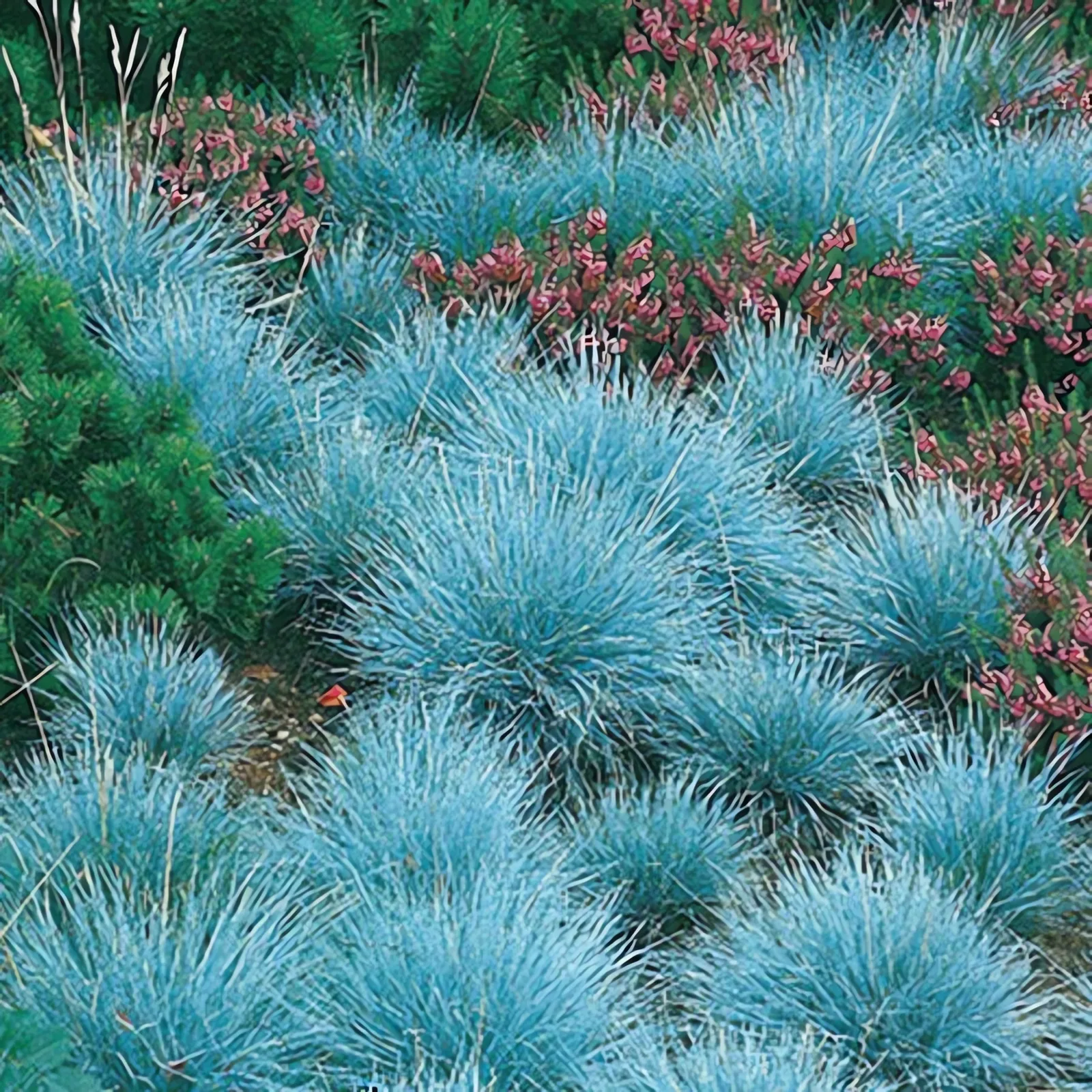 Овсяница голубая (Elijah Blue)