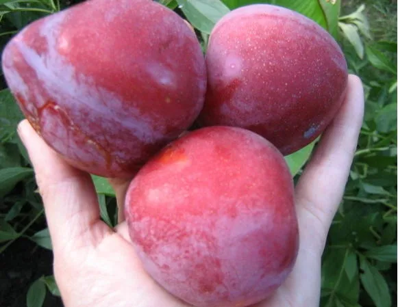 Озарк Премьер