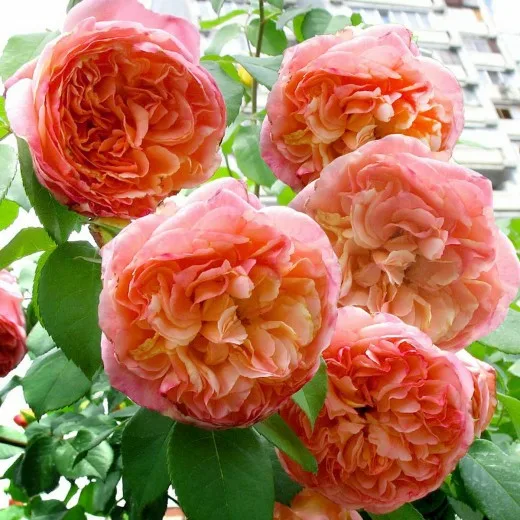 Папи Дельбар (Papi Delbard) Delbard Франция 1995