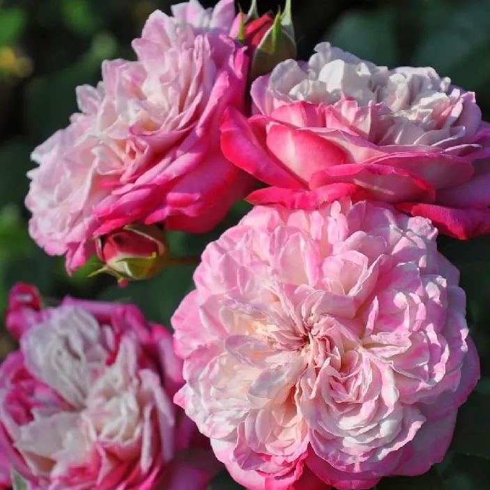 Paris (Парис)T.Kimura Япония 2013