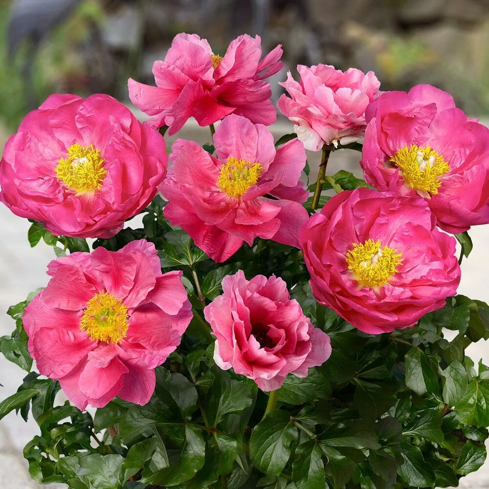 Patio Peony Athens (Афины)