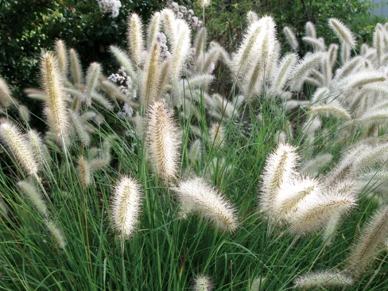 Пеннисетум лисохвостовый