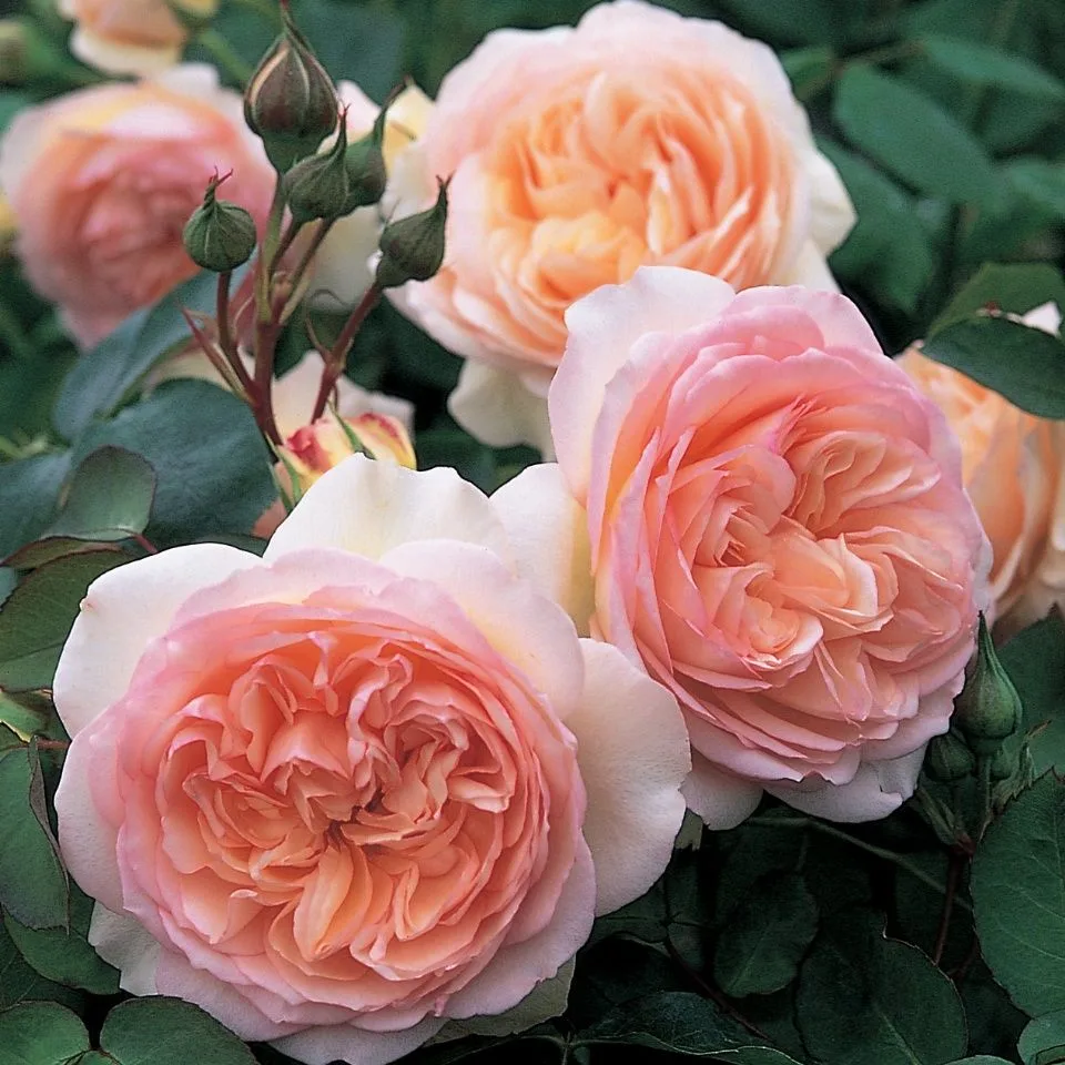 Пердита (Perdita) Austin 1983