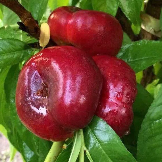 Персик Донат Нектарин (инжирный)