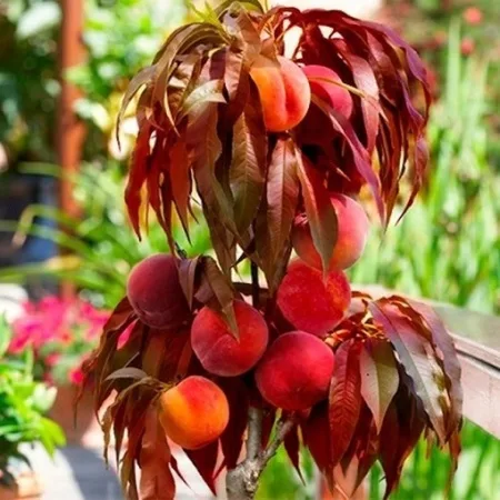 Краснолистный колонновидный