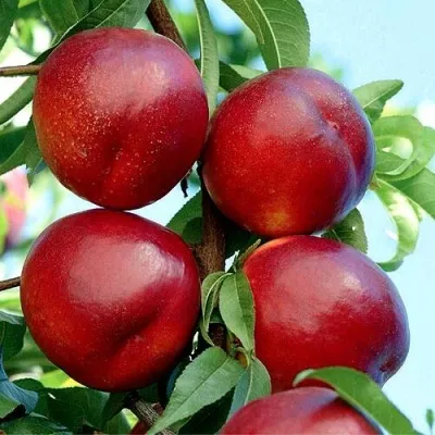 нектарин Биг Топ (Big Top)