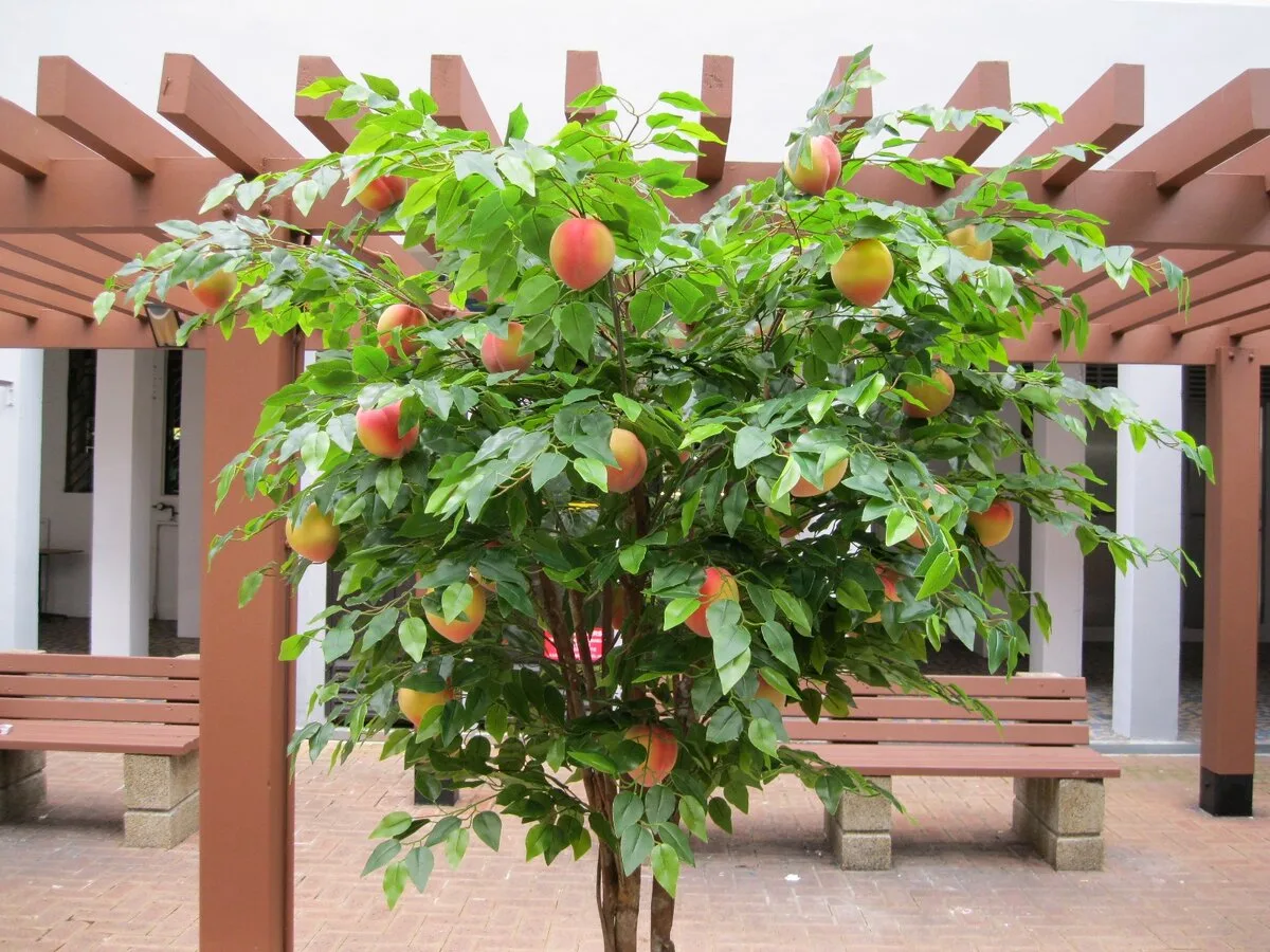 Персик Плакучий