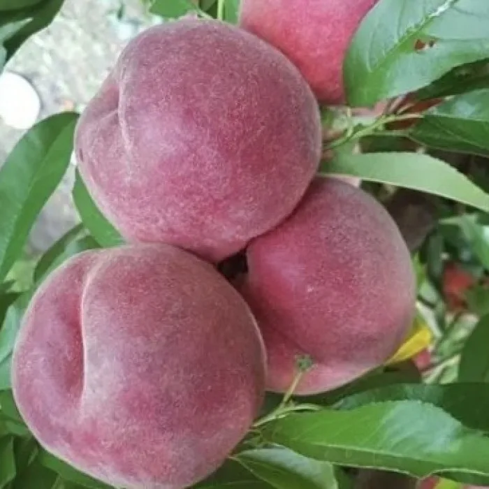 Персик Руби Рич