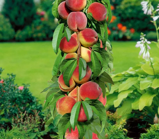 Золотой Триумф колонновидный