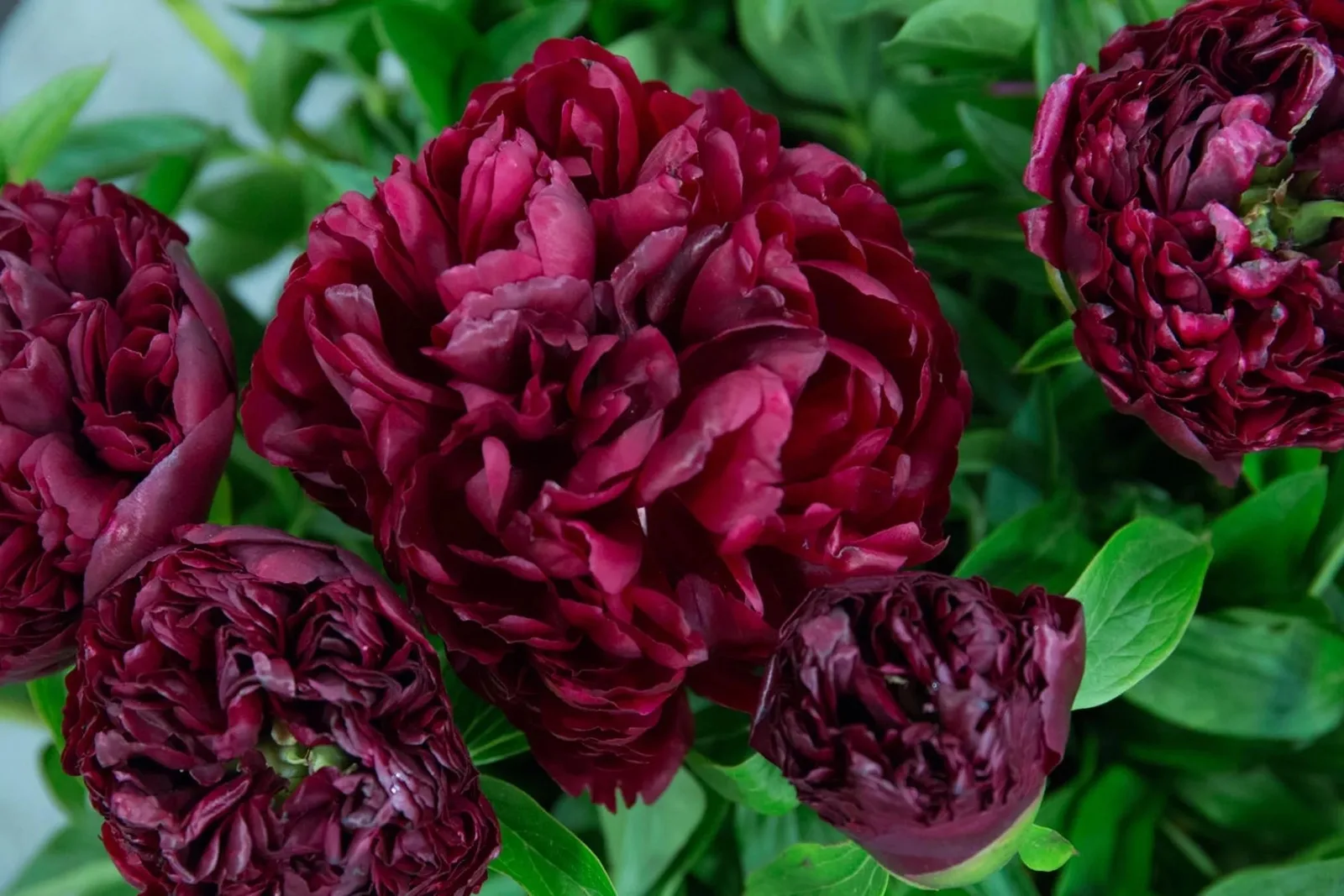 Peter Brand НОВИНКА (Питер Бренд)