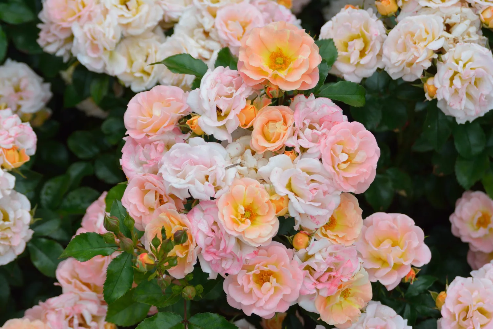 Пич Дрифт (Peach Drift)Alain Meilland Франция, 2006